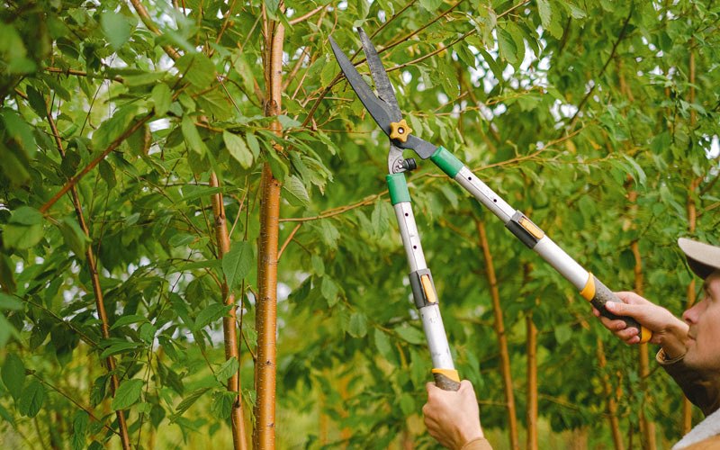 Tree trimming in Yutan, NE